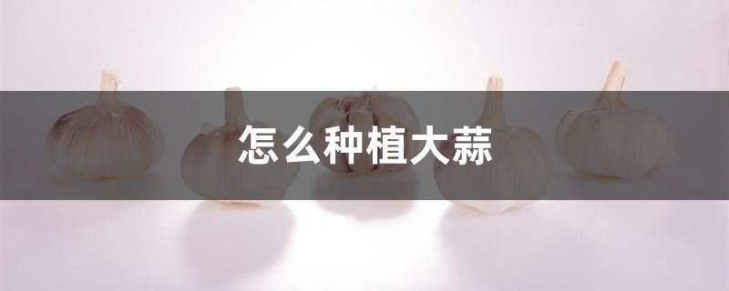 怎么种植大蒜 怎么种植大蒜