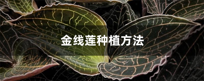 金线莲种植方法 金线莲种植方法