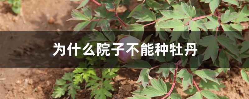为什么院子不能种牡丹 为什么院子不能种牡丹
