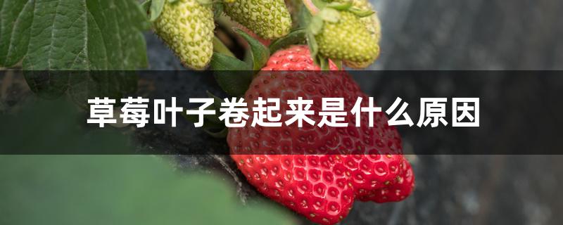 草莓叶子卷起来是什么原因 草莓叶子卷起来是什么原因