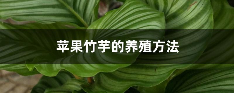 苹果竹芋的养殖方法