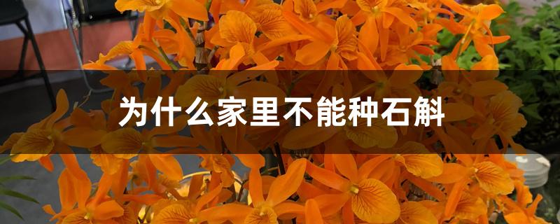 为什么家里不能种石斛 为什么家里不能种石斛