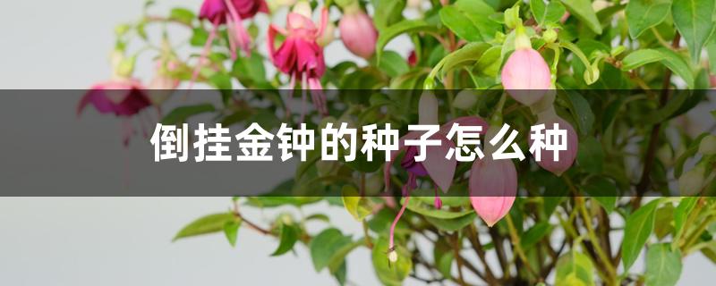 倒挂金钟的种子怎么种 倒挂金钟的种子怎么种