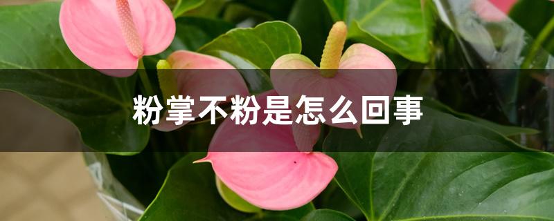 粉掌不粉是怎么回事 粉掌不粉是怎么回事