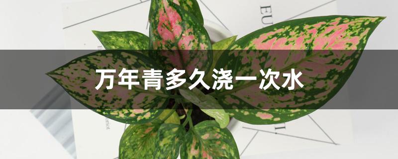 万年青多久浇一次水 万年青多久浇一次水