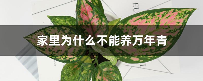 家里为什么不能养万年青 家里为什么不能养万年青