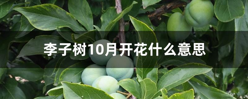 李子树10月开花什么意思 李子树10月开花什么意思