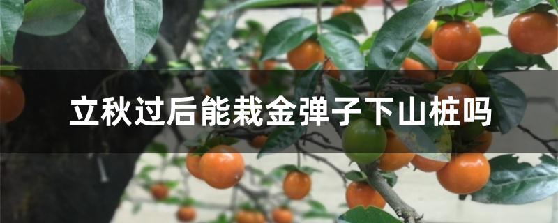 立秋过后能栽金弹子下山桩吗 立秋过后能栽金弹子下山桩吗