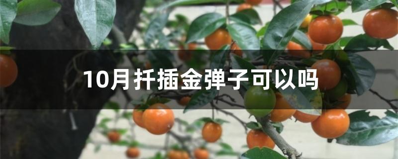 10月扦插金弹子可以吗 10月扦插金弹子可以吗