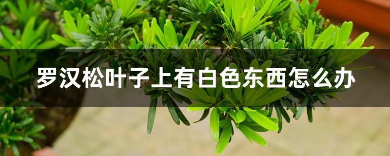 罗汉松叶子上有白色东西怎么办
