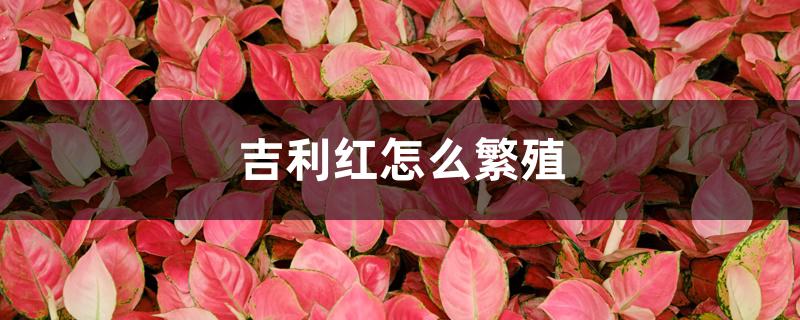 吉利红怎么繁殖 吉利红怎么繁殖