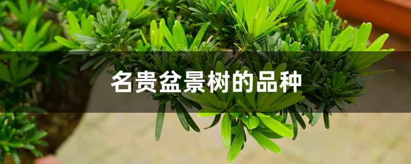 名贵盆景树的品种 名贵盆景树的品种