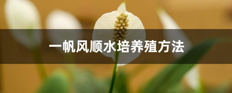 一帆风顺水培养殖方法 一帆风顺水培养殖方法