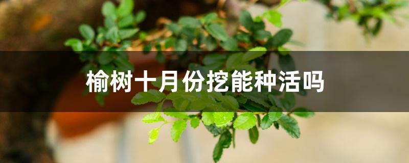 榆树十月份挖能种活吗 榆树十月份挖能种活吗