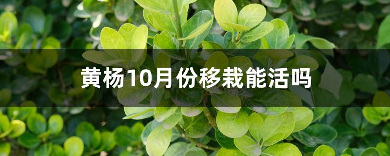 黄杨10月份移栽能活吗 黄杨10月份移栽能活吗