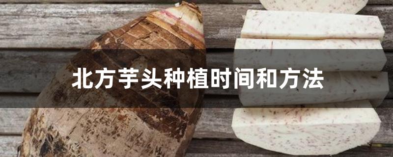 北方芋头种植时间和方法 北方芋头种植时间和方法