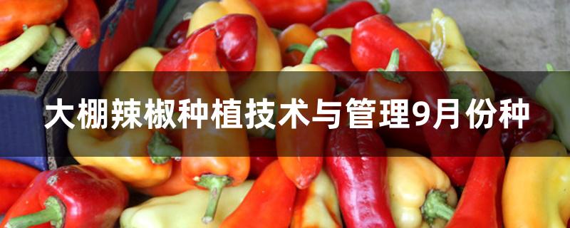 大棚辣椒种植技术与管理9月份种 大棚辣椒种植技术与管理9月份种