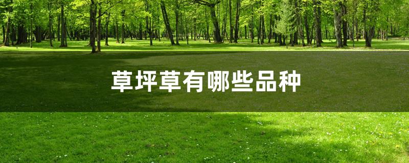 草坪草有哪些品种 草坪草有哪些品种