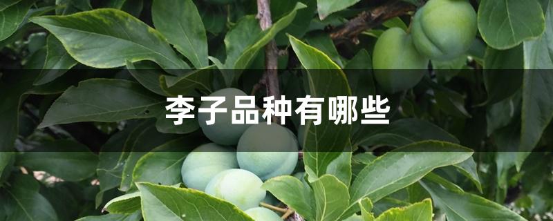 李子品种有哪些 李子品种有哪些