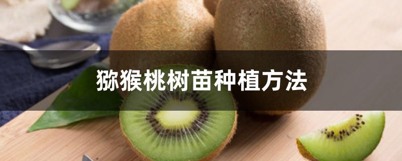 猕猴桃树苗种植方法 猕猴桃树苗种植方法