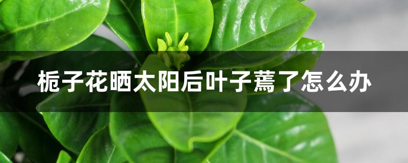 栀子花晒太阳后叶子蔫了怎么办 栀子花晒太阳后叶子蔫了怎么办