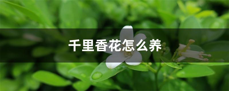 千里香花怎么养 千里香花怎么养