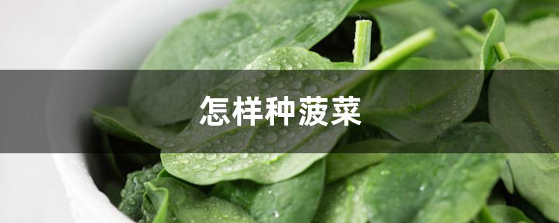 怎样种菠菜 怎样种菠菜