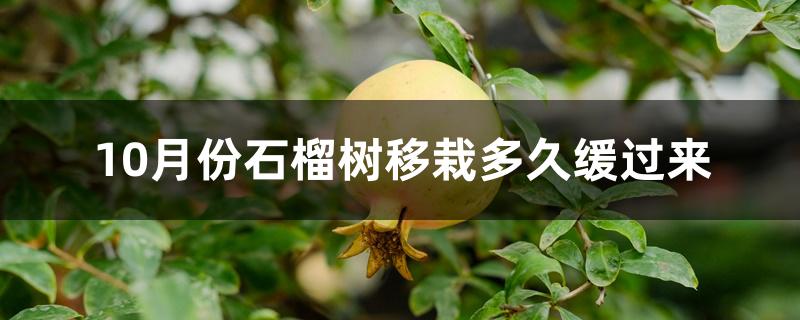 10月份石榴树移栽多久缓过来 10月份石榴树移栽多久缓过来