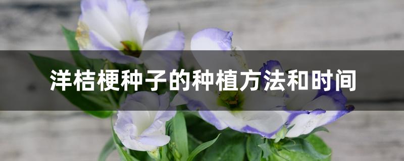 洋桔梗种子的种植方法和时间 洋桔梗种子的种植方法和时间