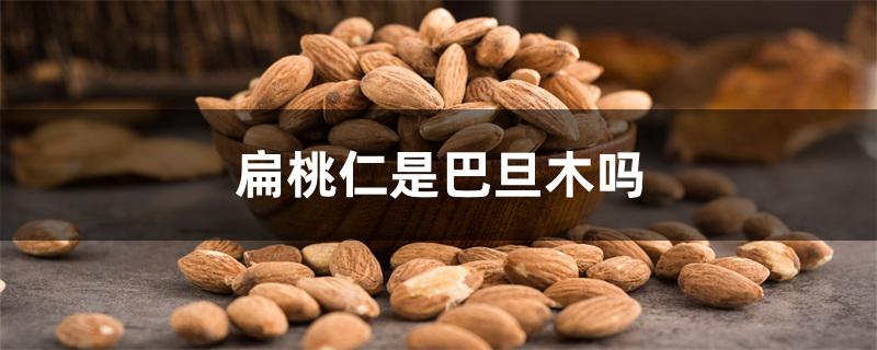 扁桃仁是巴旦木吗 扁桃仁是巴旦木吗