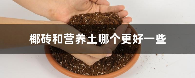 椰砖和营养土哪个更好一些 椰砖和营养土哪个更好一些