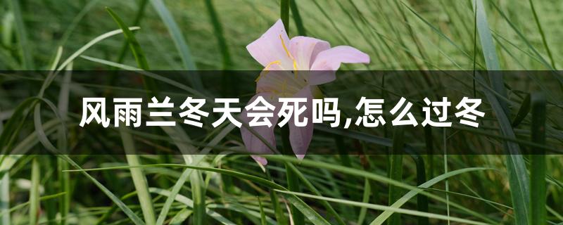 风雨兰冬天会死吗,怎么过冬 风雨兰冬天会死吗,怎么过冬