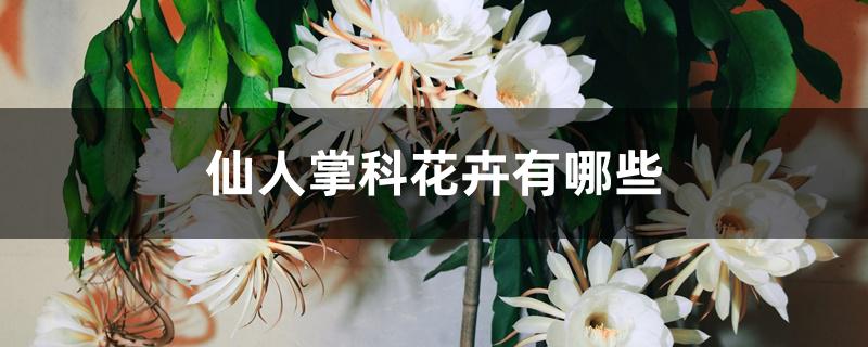 仙人掌科花卉有哪些 仙人掌科花卉有哪些