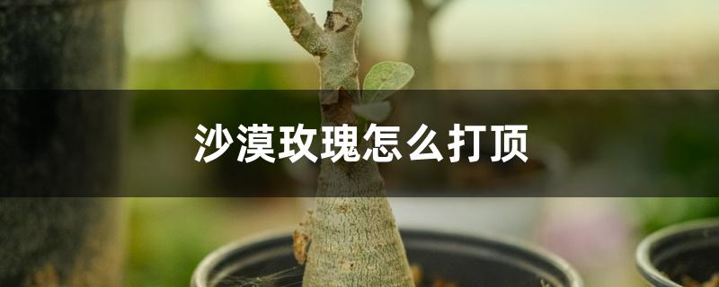 沙漠玫瑰怎么打顶 沙漠玫瑰怎么打顶