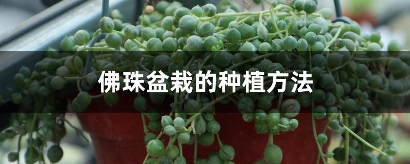 佛珠盆栽的种植方法 佛珠盆栽的种植方法