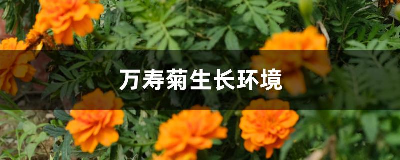 万寿菊生长环境 万寿菊生长环境