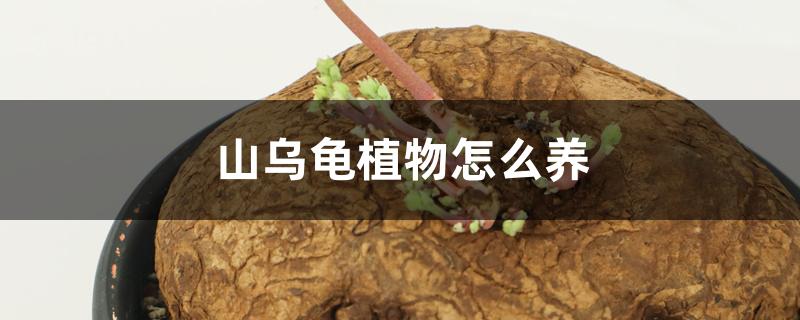 山乌龟植物怎么养