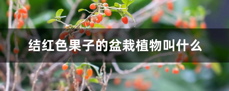 结红色果子的盆栽植物叫什么 结红色果子的盆栽植物叫什么