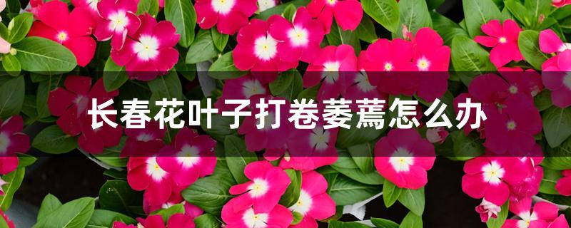 长春花叶子打卷萎蔫怎么办