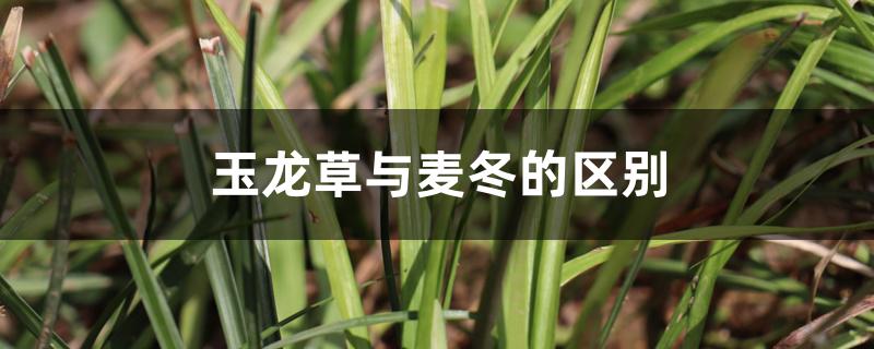 玉龙草与麦冬的区别 玉龙草与麦冬的区别