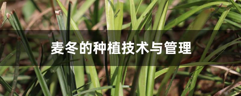 麦冬的种植技术与管理 麦冬的种植技术与管理