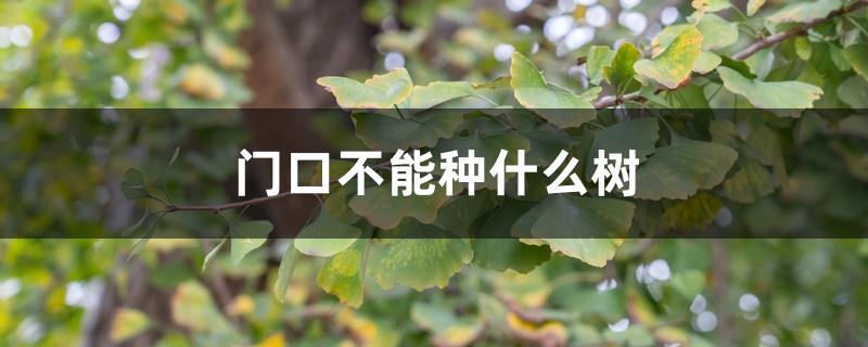 门口不能种什么树 门口不能种什么树