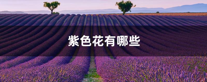 紫色花有哪些 紫色花有哪些