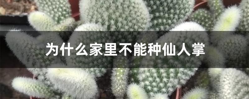 为什么家里不能种仙人掌 为什么家里不能种仙人掌
