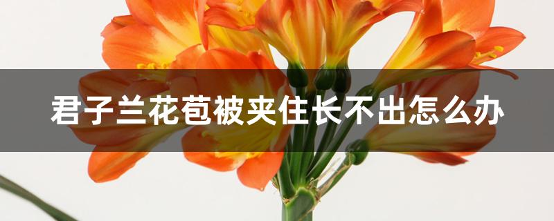 君子兰花苞被夹住长不出怎么办 君子兰花苞被夹住长不出怎么办