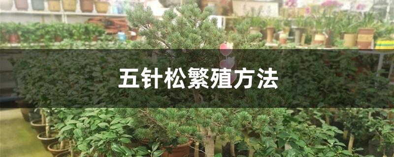 五针松繁殖方法 五针松繁殖方法
