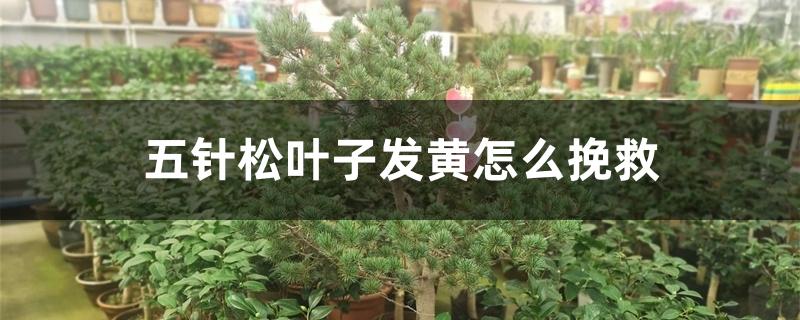 五针松叶子发黄怎么挽救 五针松叶子发黄怎么挽救
