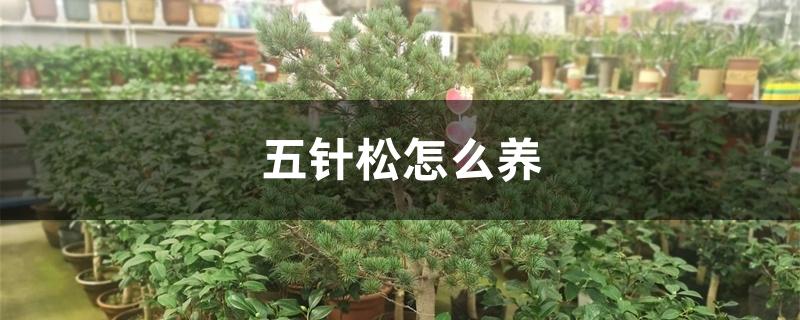 五针松怎么养 五针松怎么养