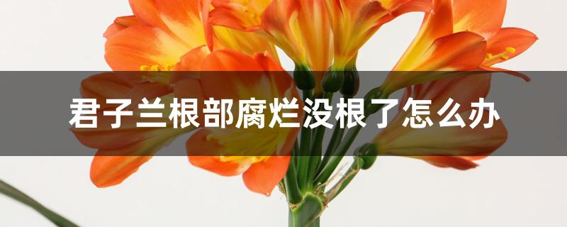 君子兰根部腐烂没根了怎么办 君子兰根部腐烂没根了怎么办