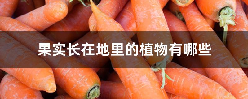 果实长在地里的植物有哪些 果实长在地里的植物有哪些